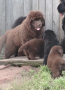 Превью фото № 238812