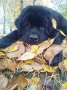 Превью фото № 238813