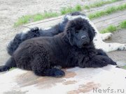 Превью фото № 238825