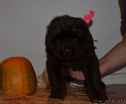 Превью фото № 238849