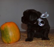 Превью фото № 238855