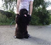 Превью фото № 238864