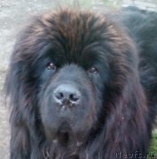 Превью фото № 238873