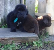 Превью фото № 238878