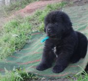 Превью фото № 238880