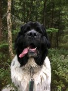 Превью фото № 238889