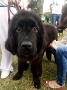 Превью фото № 238954