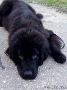 Превью фото № 238958