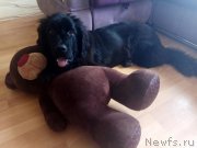 Превью фото № 238968