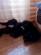 Превью фото № 238970