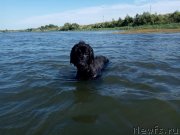 Превью фото № 238971