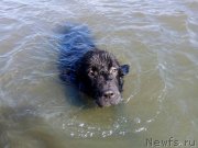 Превью фото № 238972