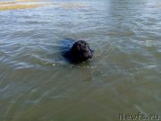 Превью фото № 238973