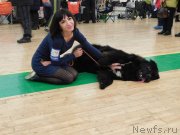 Превью фото № 239042