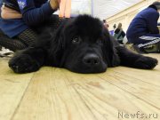 Превью фото № 239046