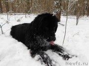 Превью фото № 239050