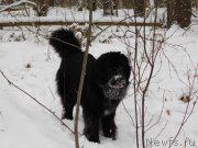 Превью фото № 239051