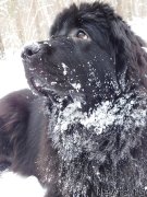 Превью фото № 239052