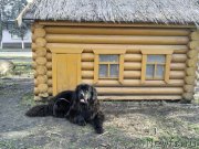 Превью фото № 239061