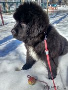 Превью фото № 239091