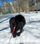 Превью фото № 239093