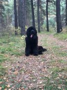 Превью фото № 239106