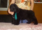 Превью фото № 239264