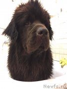 Превью фото № 239298