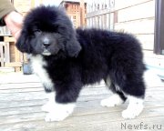 Превью фото № 239304