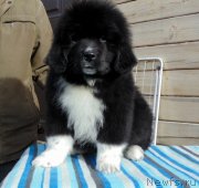 Превью фото № 239313