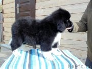 Превью фото № 239314