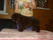 Превью фото № 239334