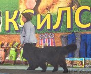 Превью фото № 239336