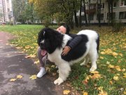 Превью фото № 239343