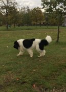 Превью фото № 239344