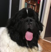 Превью фото № 239353