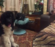 Превью фото № 239365