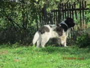 Превью фото № 239366