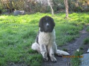 Превью фото № 239367