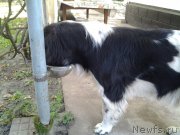 Превью фото № 239382