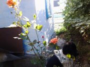 Превью фото № 239383