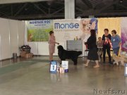 Превью фото № 239400