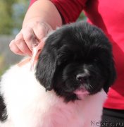 Превью фото № 239504