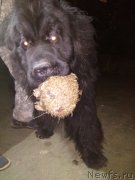 Превью фото № 239597