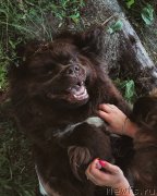 Превью фото № 239607