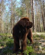 Превью фото № 239609