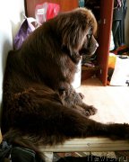 Превью фото № 239610