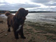 Превью фото № 239617