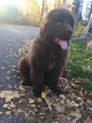 Превью фото № 239621