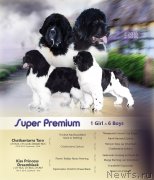 Превью фото № 239706